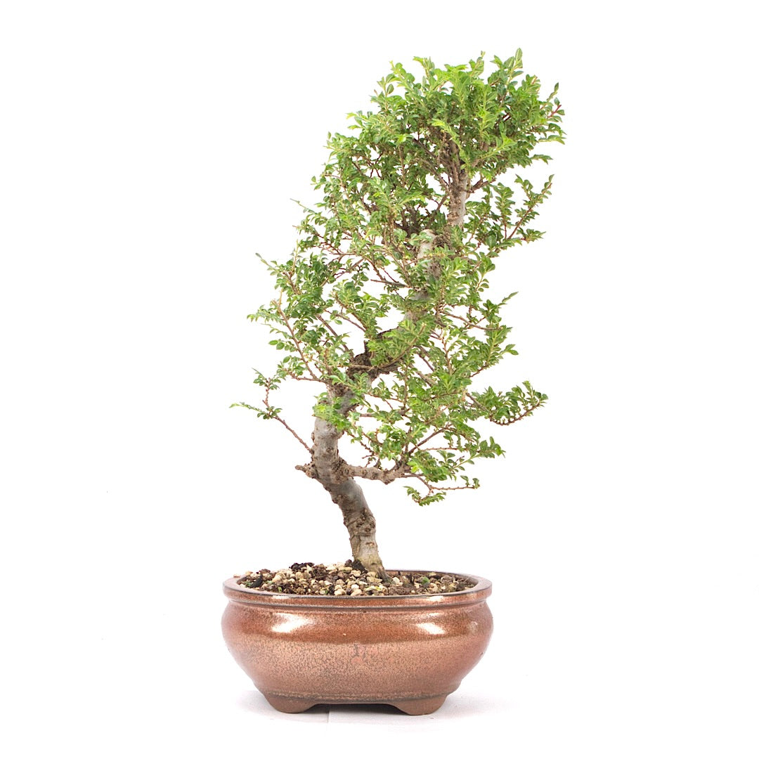 Japanische Ulme 'Ulmus japonica'